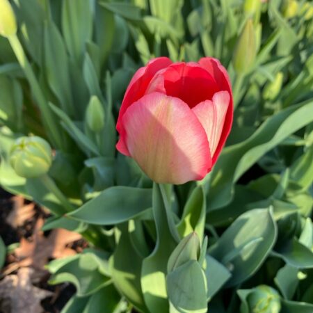 446B1D3B-55E1-4BD1-895C-4002E425CC61 (1)