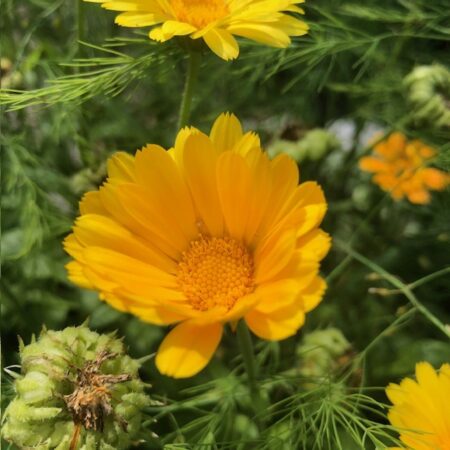 calendula